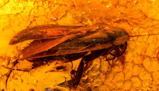 Inclusions on display at the Kaliningrad Amber Museum