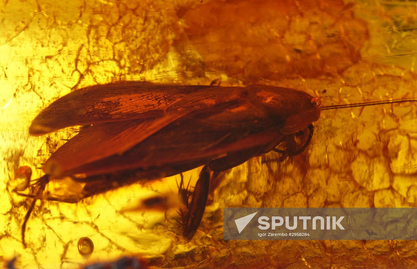 Inclusions on display at the Kaliningrad Amber Museum