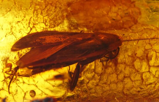 Inclusions on display at the Kaliningrad Amber Museum