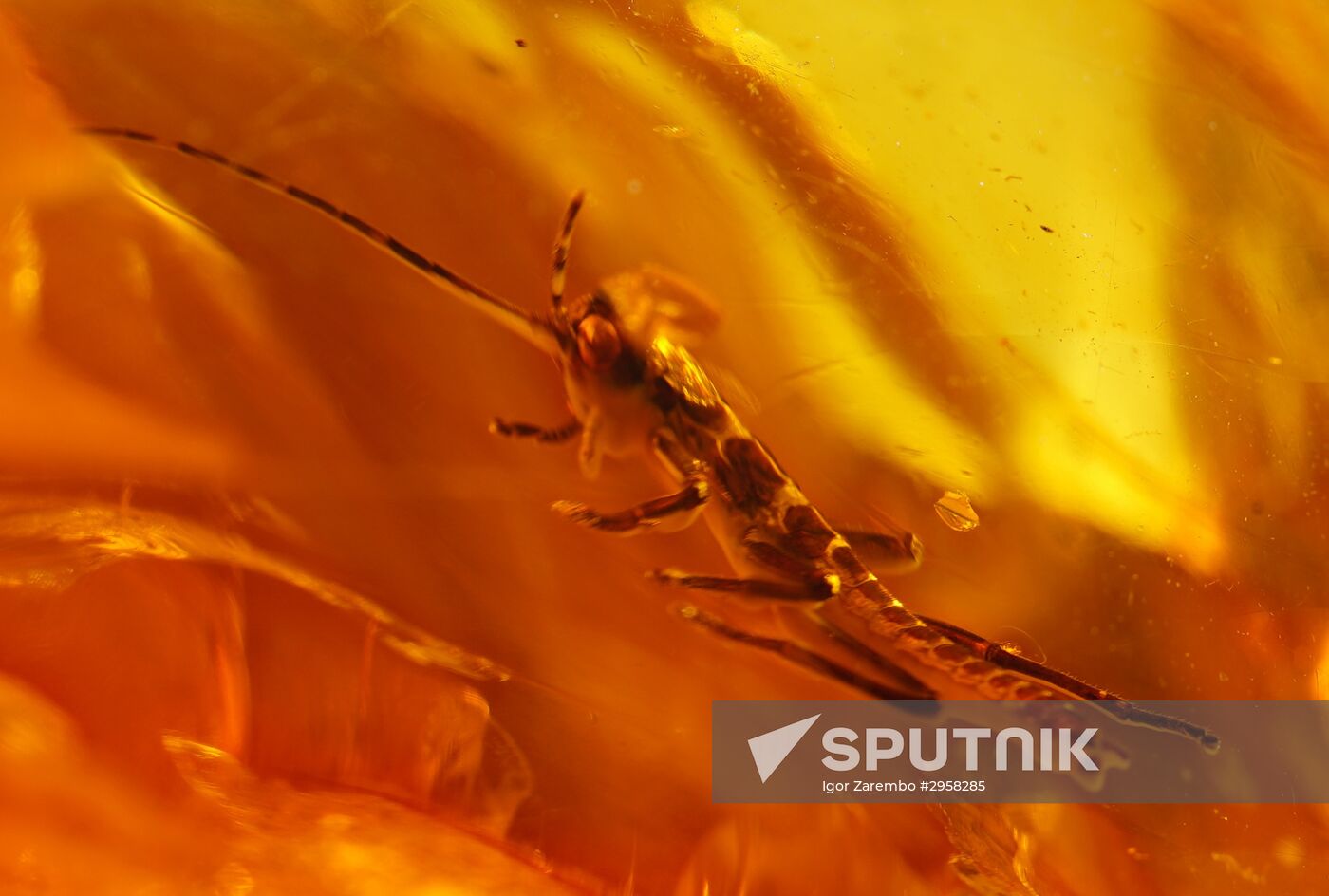 Inclusions on display at the Kaliningrad Amber Museum