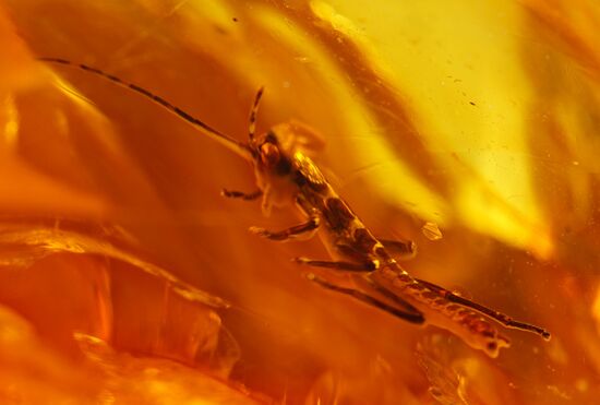 Inclusions on display at the Kaliningrad Amber Museum