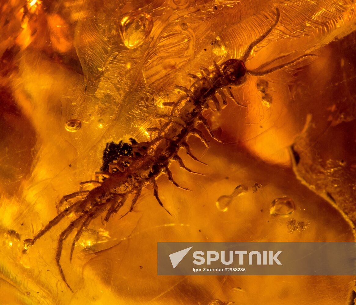 Inclusions on display at the Kaliningrad Amber Museum