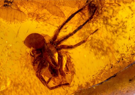 Inclusions on display at the Kaliningrad Amber Museum