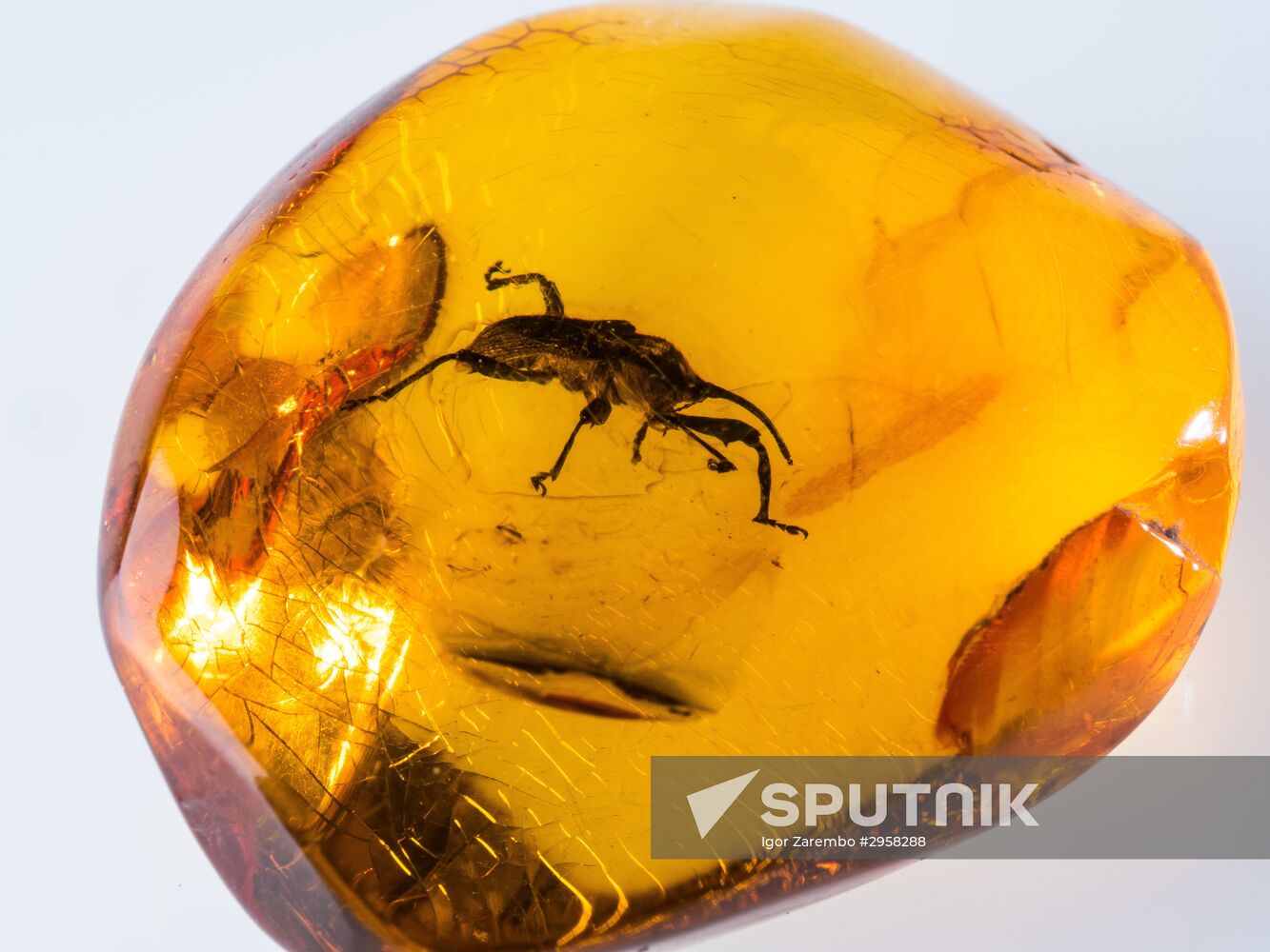 Inclusions on display at the Kaliningrad Amber Museum