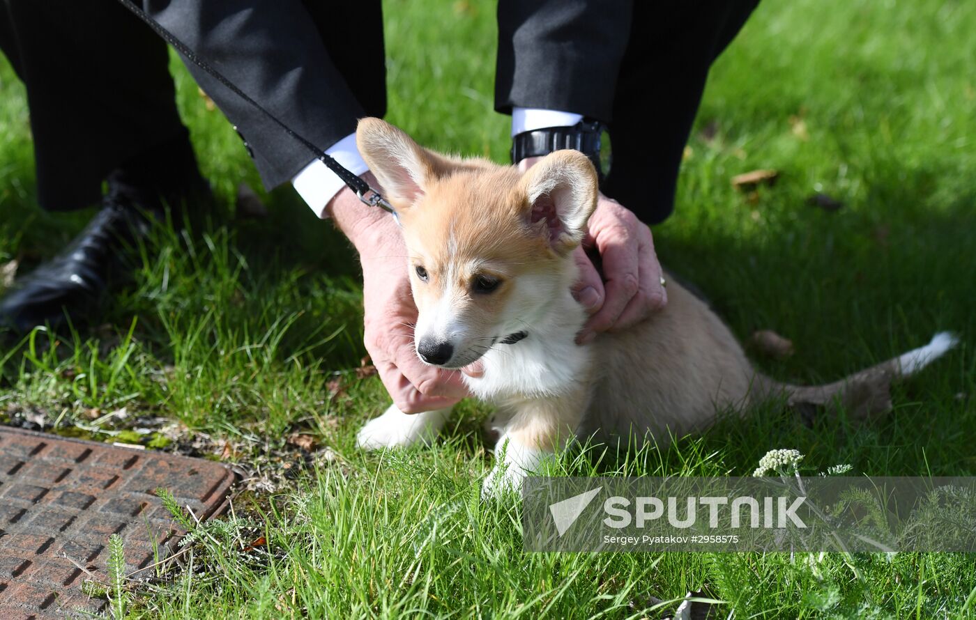 Patriarch Kirill presented with Corgy puppy in London