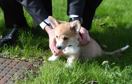 Patriarch Kirill presented with Corgy puppy in London