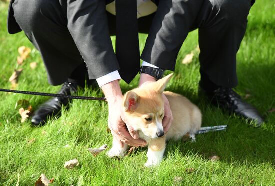 Patriarch Kirill presented with Corgy puppy in London