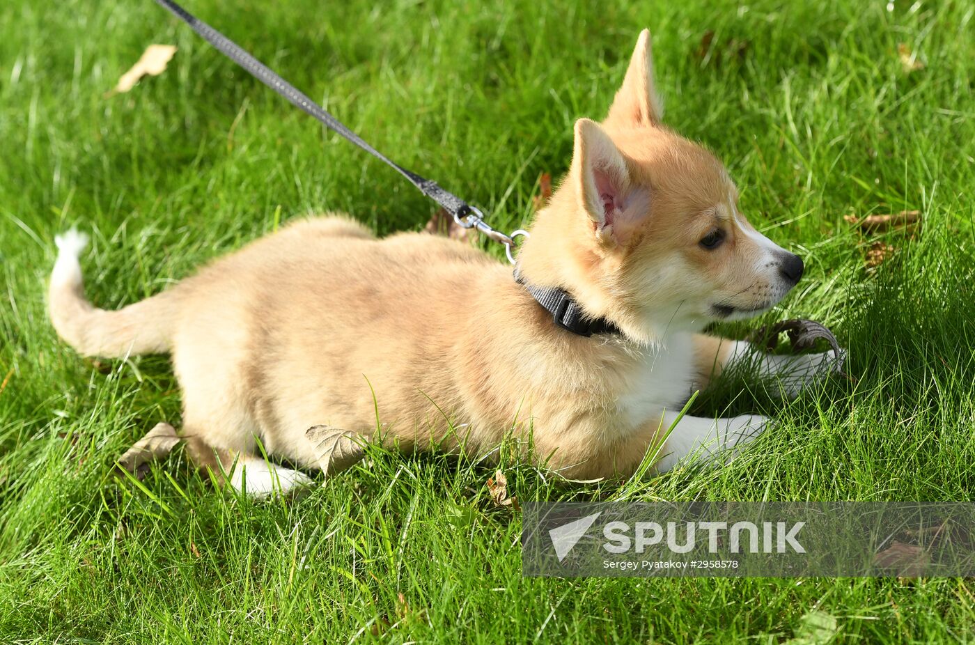 Patriarch Kirill presented with Corgy puppy in London