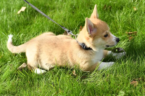Patriarch Kirill presented with Corgy puppy in London