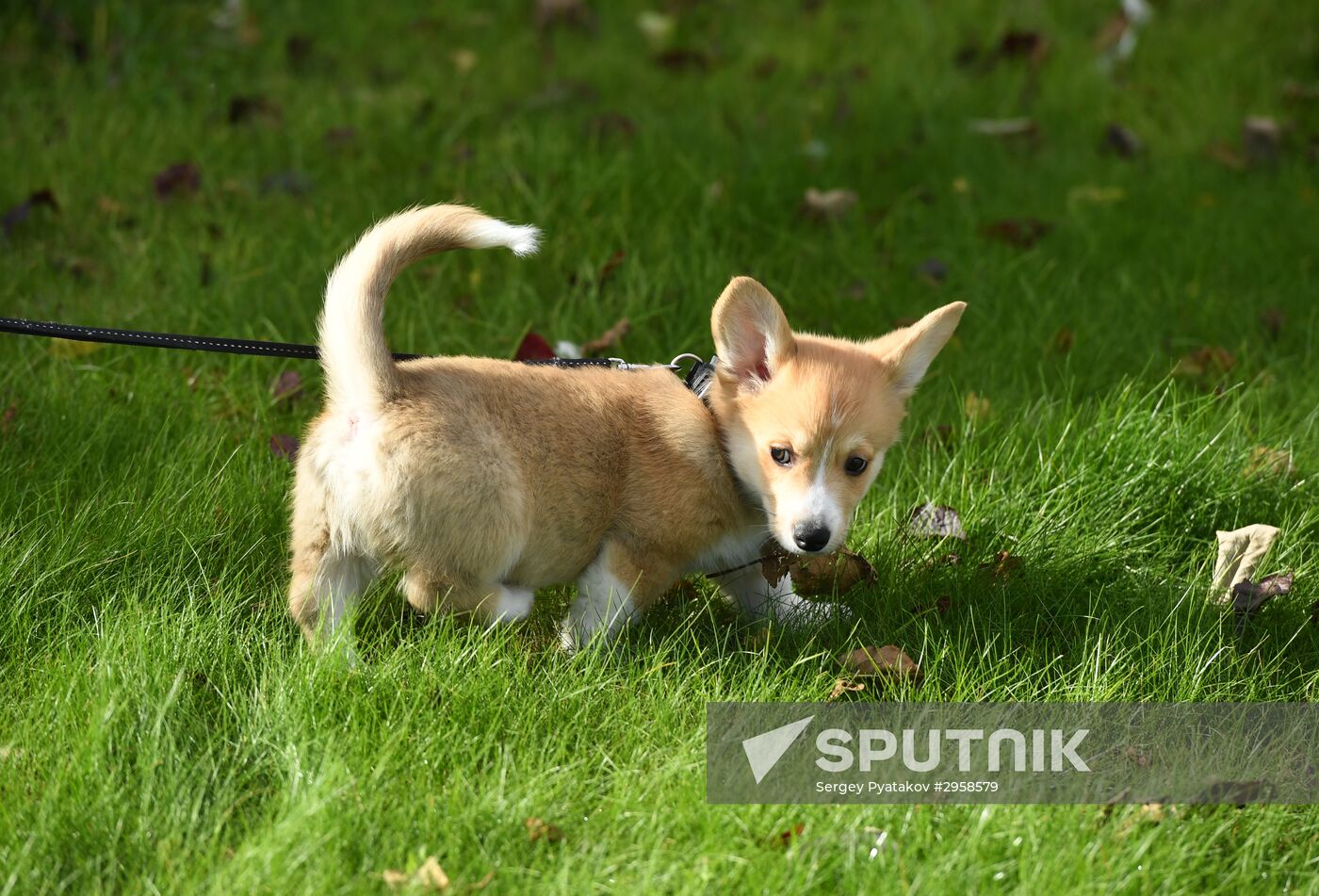 Patriarch Kirill presented with Corgy puppy in London