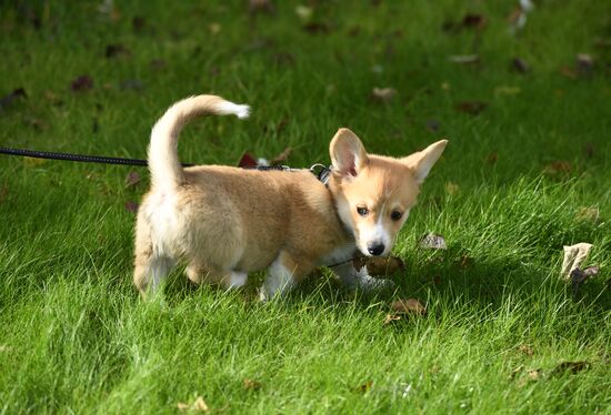 Patriarch Kirill presented with Corgy puppy in London