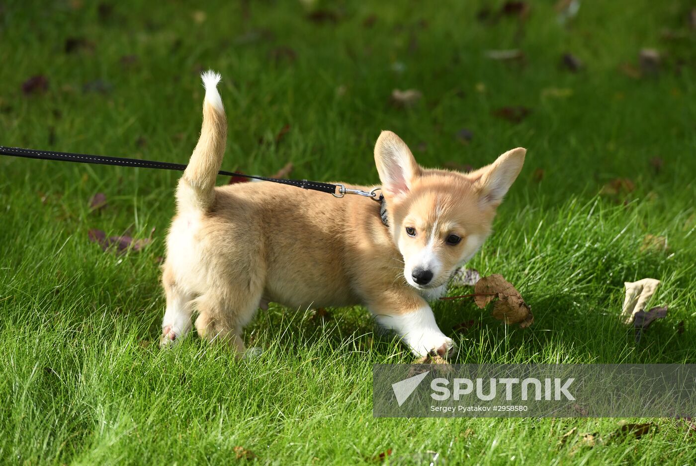 Patriarch Kirill presented with Corgy puppy in London