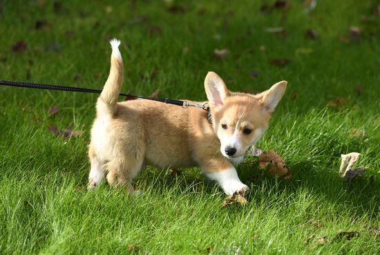 Patriarch Kirill presented with Corgy puppy in London