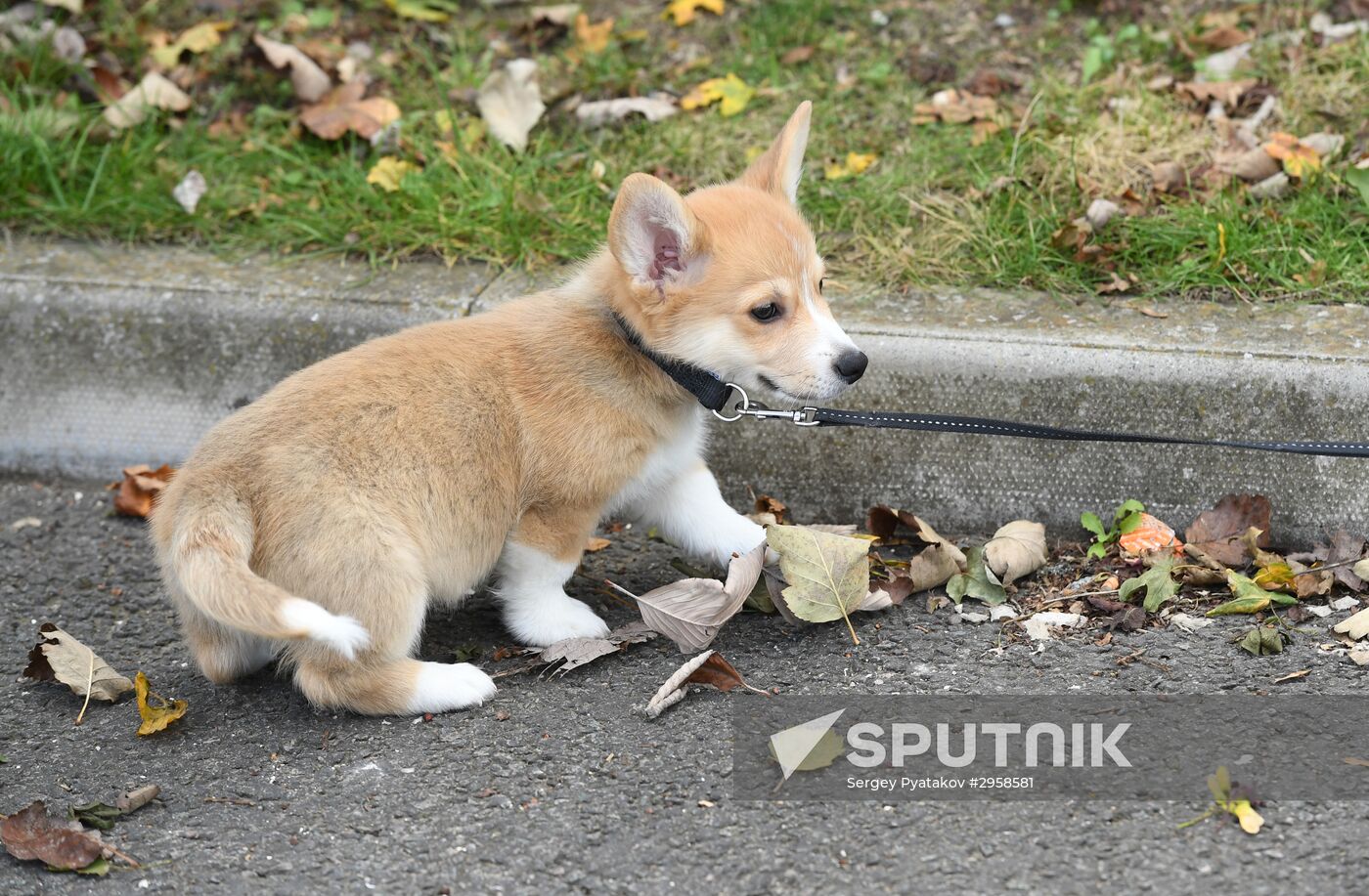 Patriarch Kirill presented with Corgy puppy in London