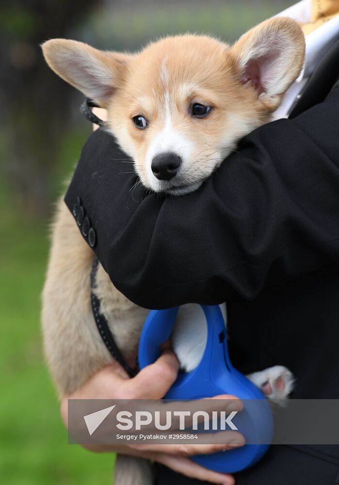 Patriarch Kirill presented with Corgy puppy in London