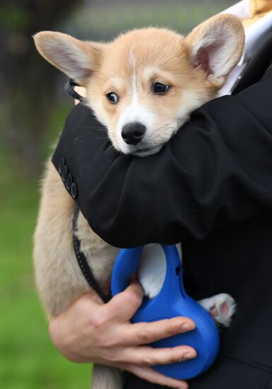 Patriarch Kirill presented with Corgy puppy in London