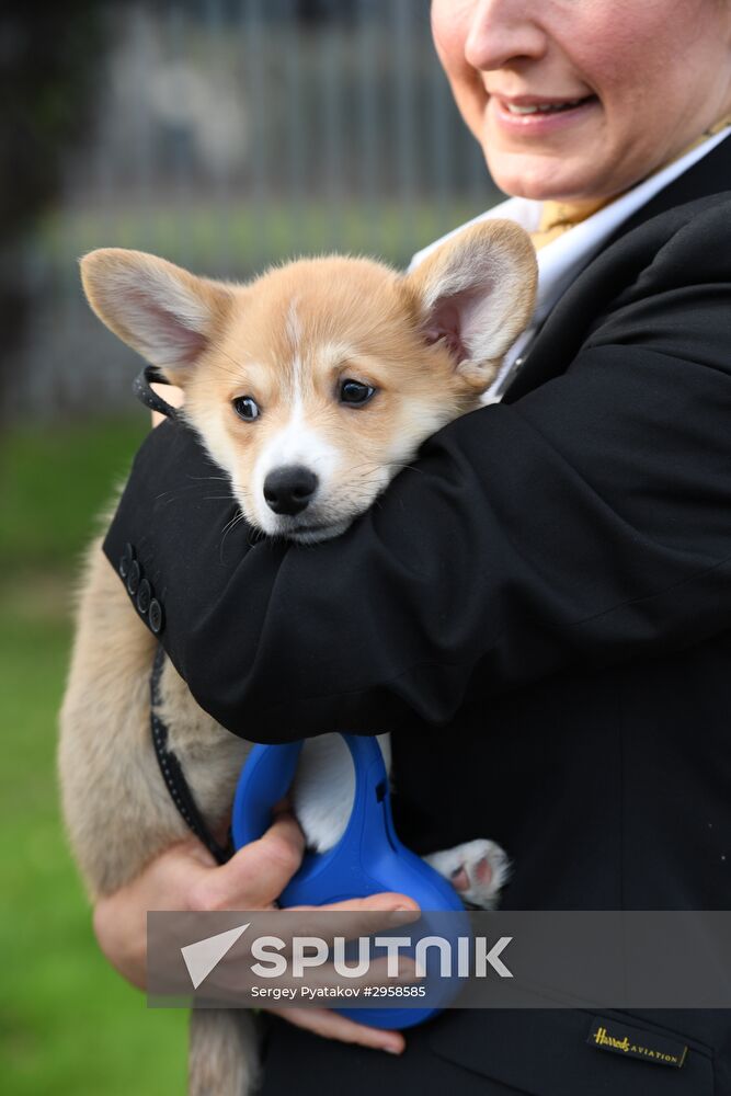 Patriarch Kirill presented with Corgy puppy in London