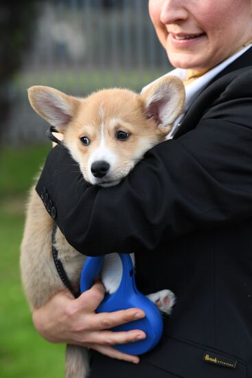 Patriarch Kirill presented with Corgy puppy in London