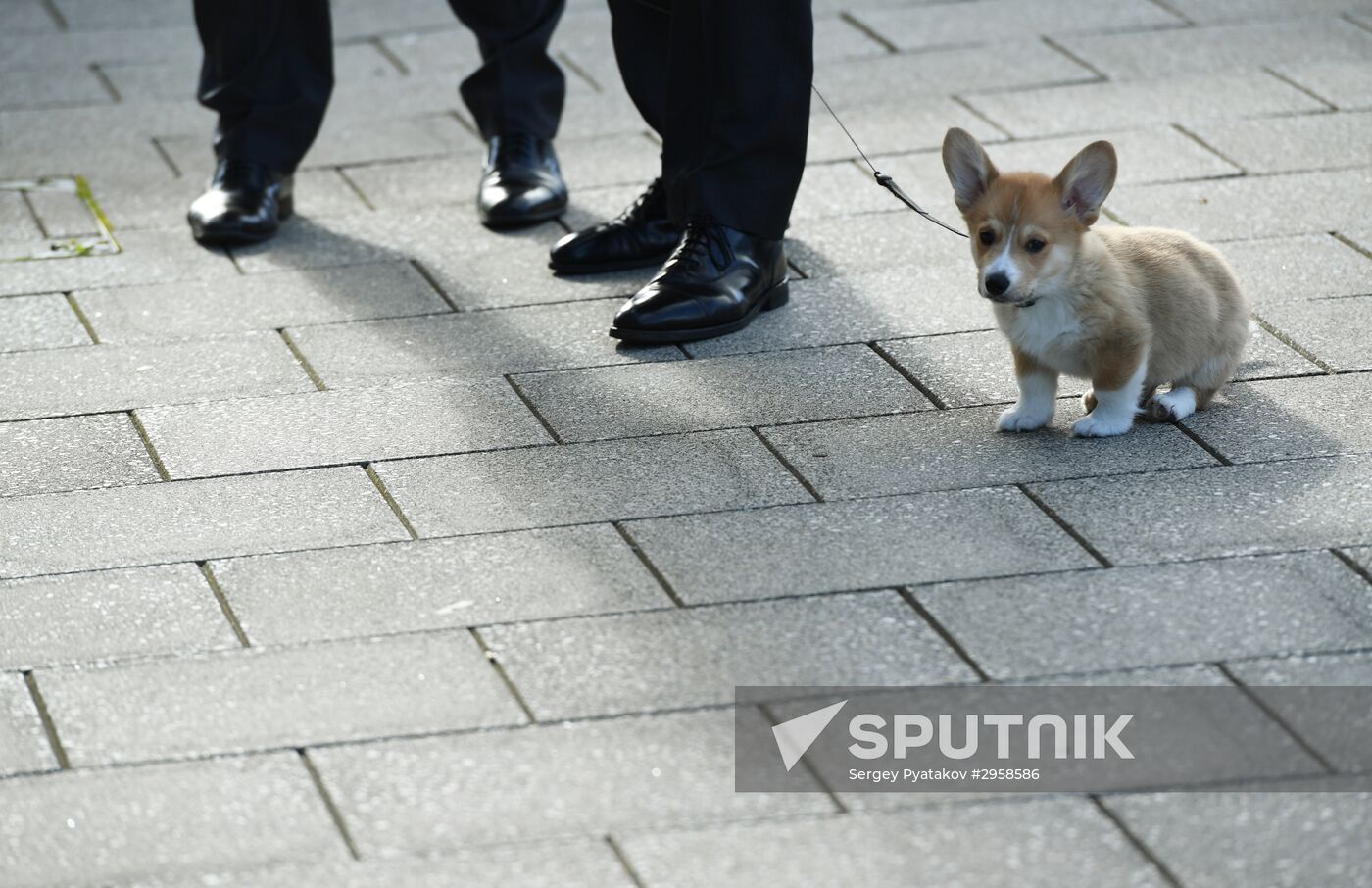 Patriarch Kirill presented with Corgy puppy in London