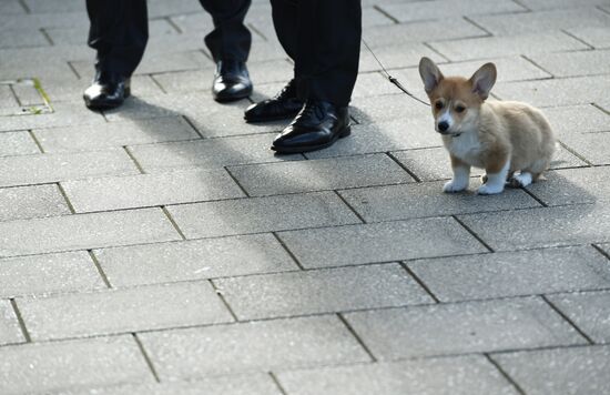 Patriarch Kirill presented with Corgy puppy in London
