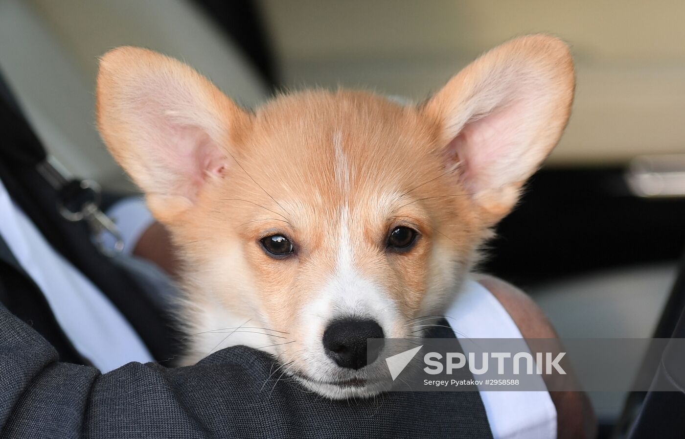 Patriarch Kirill presented with Corgy puppy in London