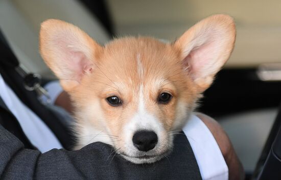 Patriarch Kirill presented with Corgy puppy in London