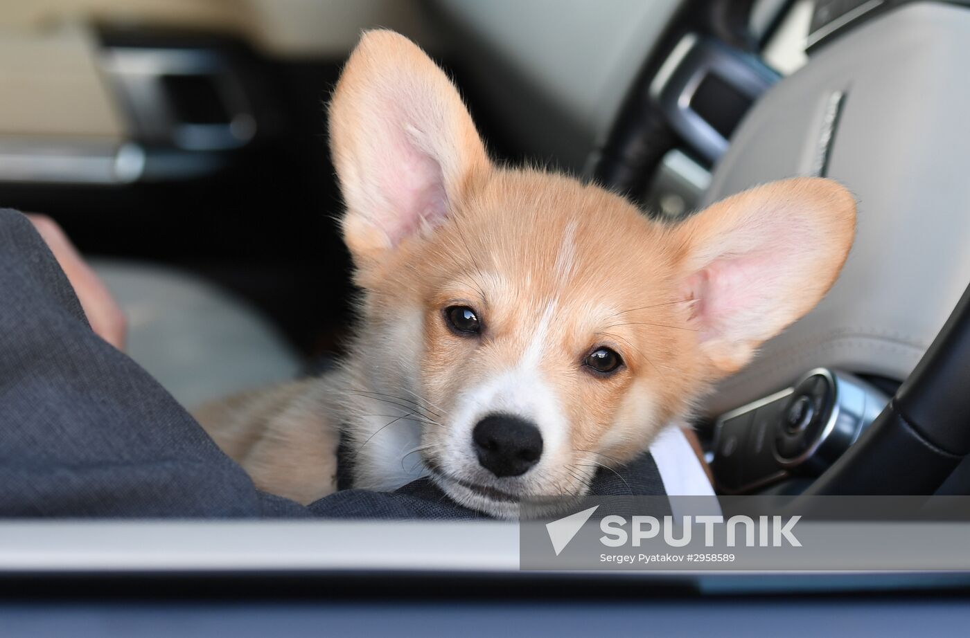 Patriarch Kirill presented with Corgy puppy in London