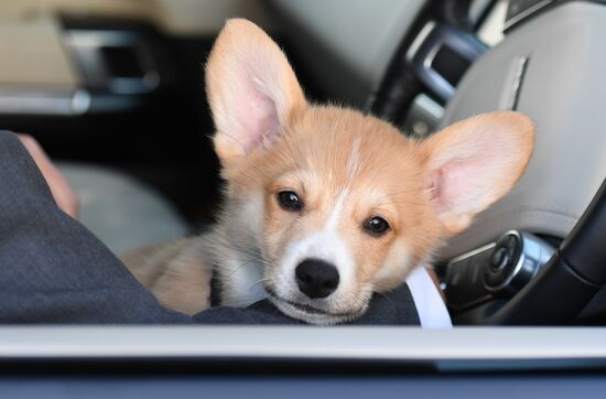 Patriarch Kirill presented with Corgy puppy in London