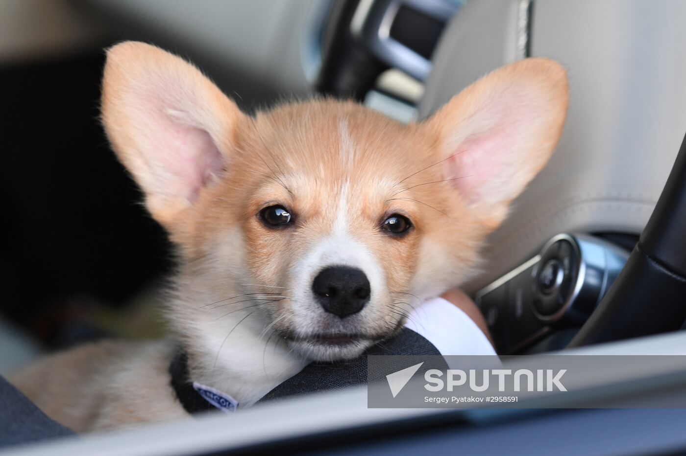 Patriarch Kirill presented with Corgy puppy in London
