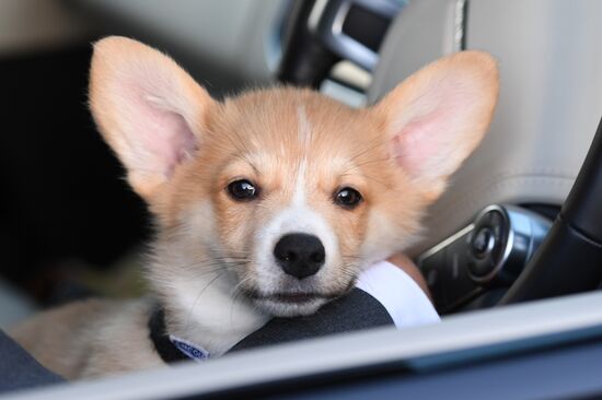 Patriarch Kirill presented with Corgy puppy in London