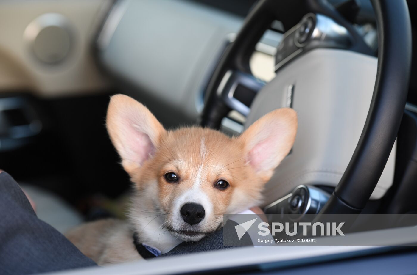 Patriarch Kirill presented with Corgy puppy in London