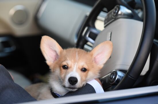 Patriarch Kirill presented with Corgy puppy in London