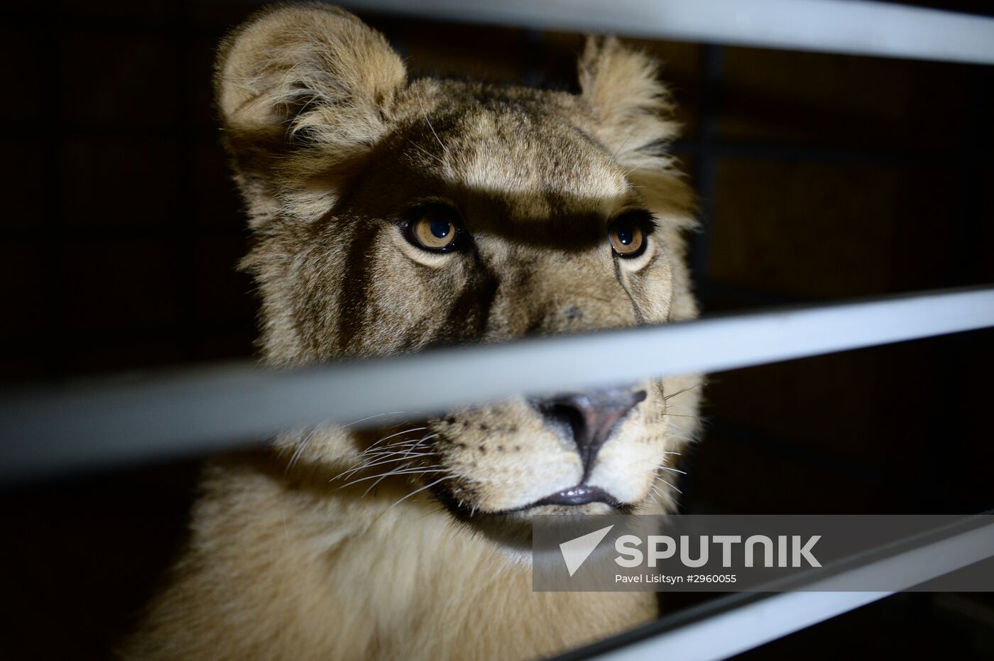 Lioness Lola saved in Southern Urals sent to Crimea