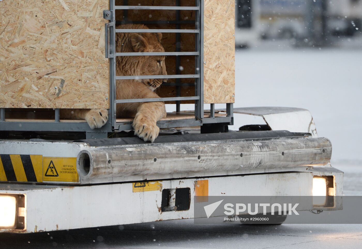 Lioness Lola saved in Southern Urals sent to Crimea