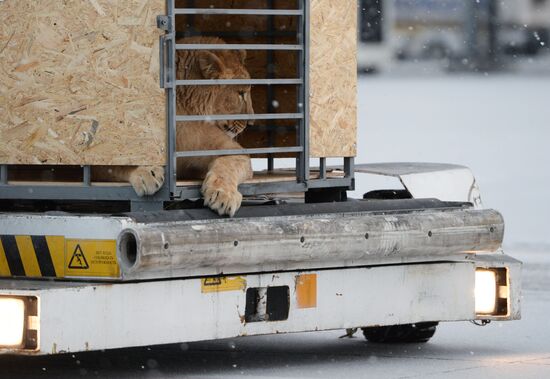 Lioness Lola saved in Southern Urals sent to Crimea