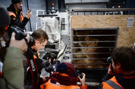 Lioness Lola saved in Southern Urals sent to Crimea