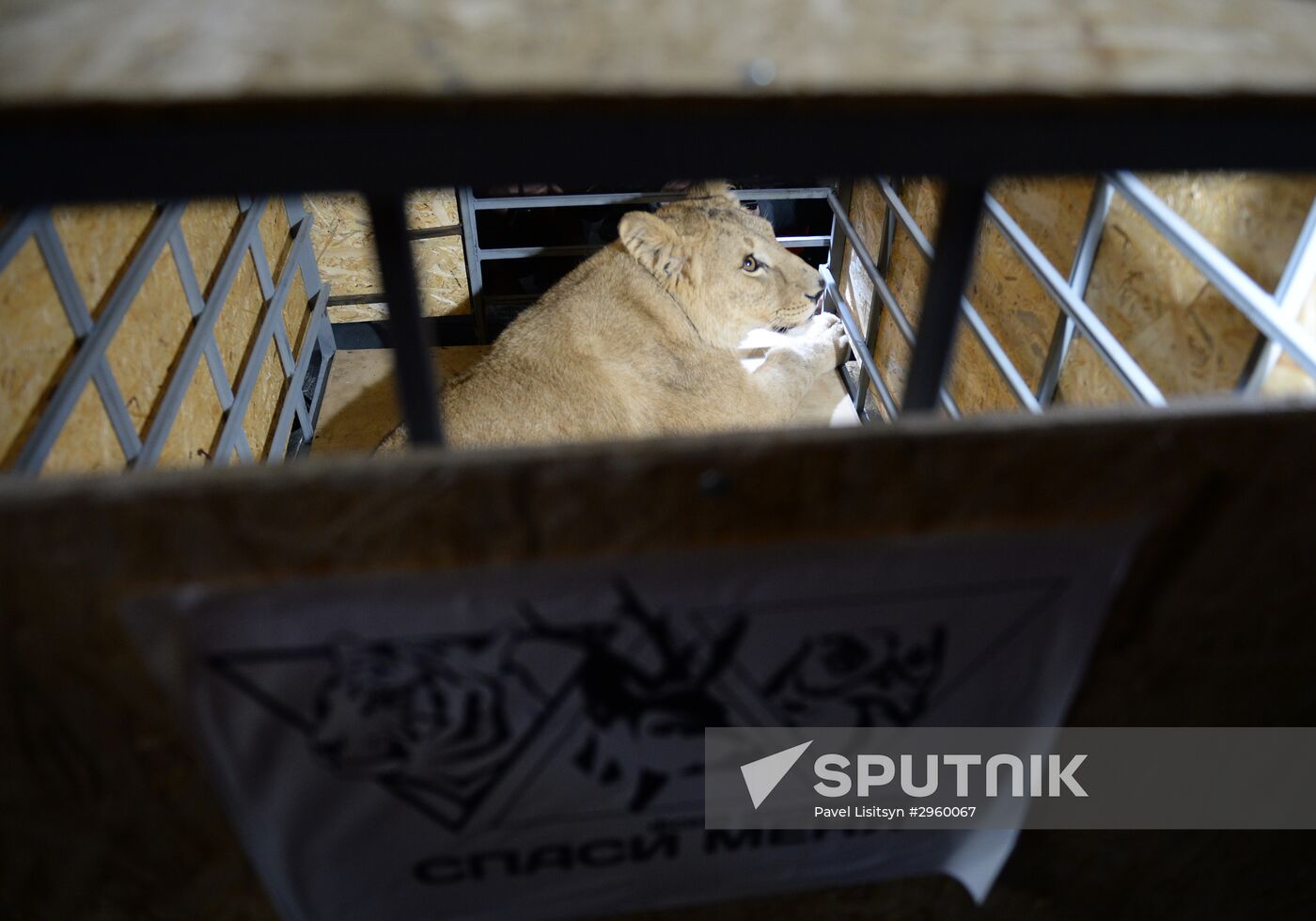 Lioness Lola saved in Southern Urals sent to Crimea