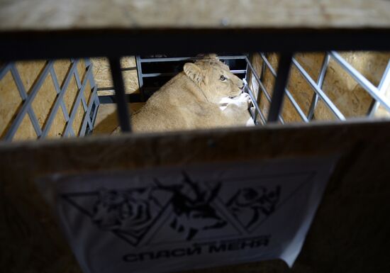 Lioness Lola saved in Southern Urals sent to Crimea