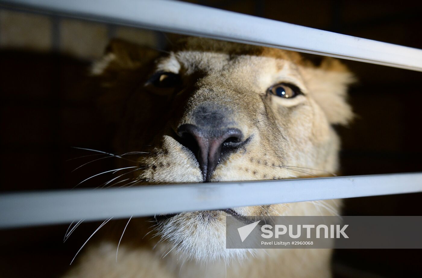 Lioness Lola saved in Southern Urals sent to Crimea