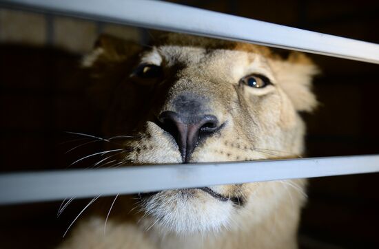 Lioness Lola saved in Southern Urals sent to Crimea