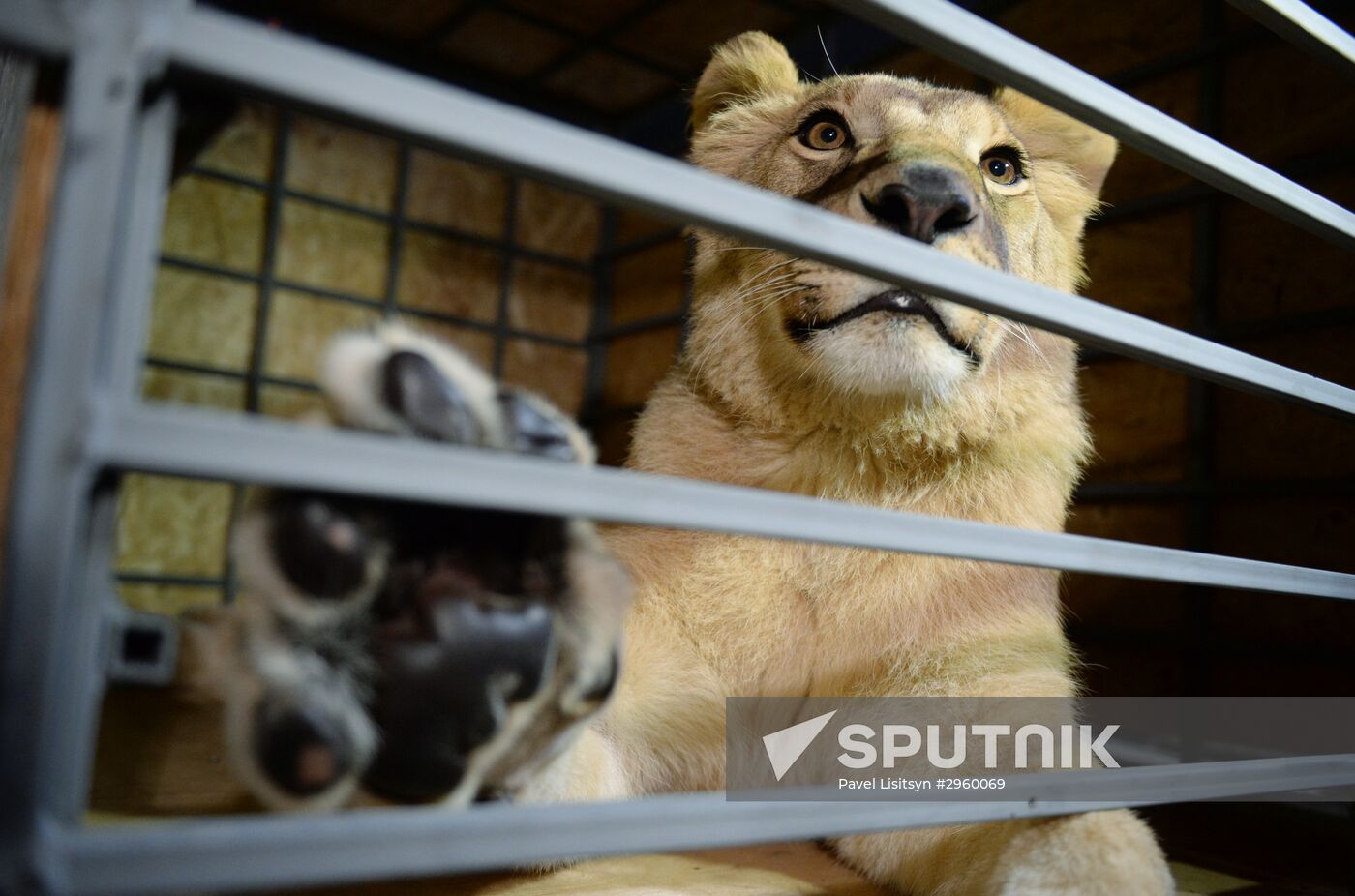 Lioness Lola saved in Southern Urals sent to Crimea