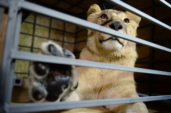Lioness Lola saved in Southern Urals sent to Crimea