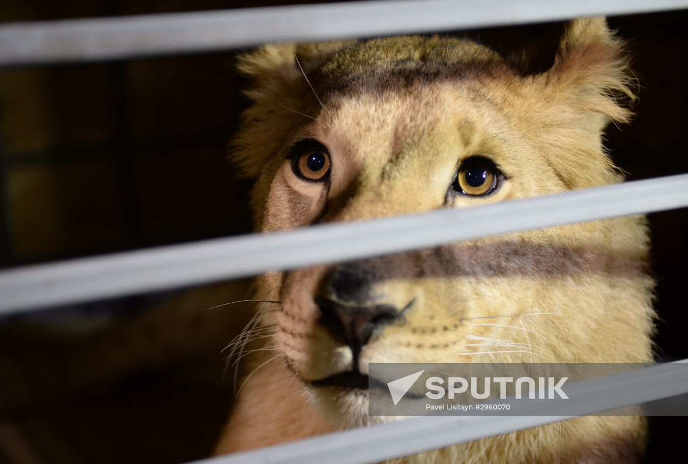 Lioness Lola saved in Southern Urals sent to Crimea