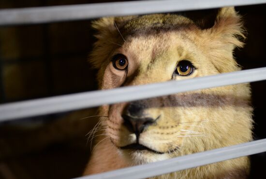 Lioness Lola saved in Southern Urals sent to Crimea
