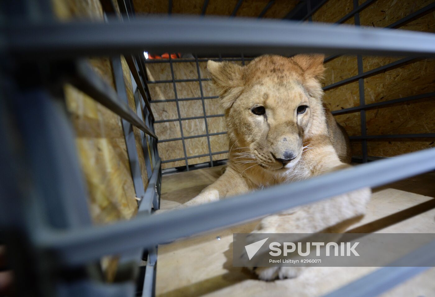 Lioness Lola saved in Southern Urals sent to Crimea