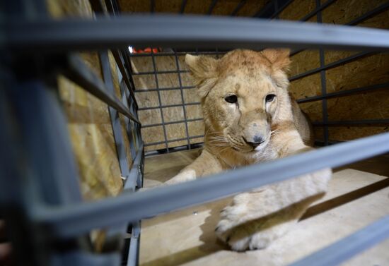 Lioness Lola saved in Southern Urals sent to Crimea