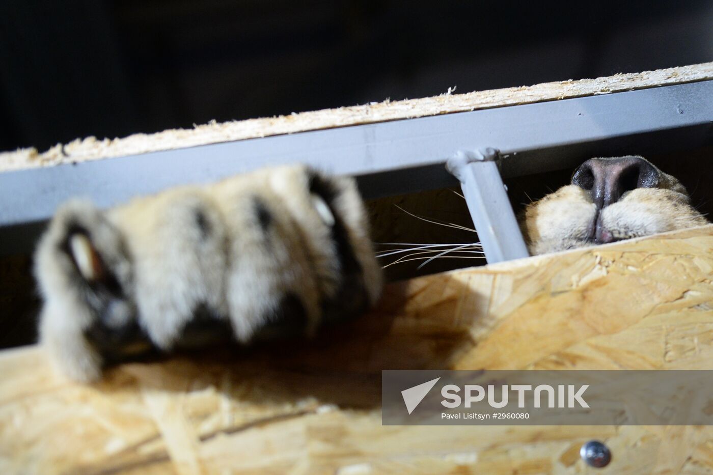 Lioness Lola saved in Southern Urals sent to Crimea