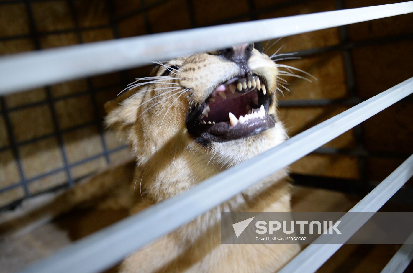 Lioness Lola saved in Southern Urals sent to Crimea