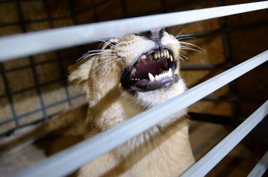 Lioness Lola saved in Southern Urals sent to Crimea