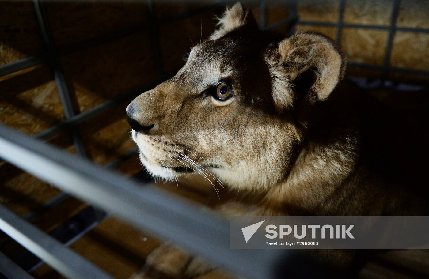 Lioness Lola saved in Southern Urals sent to Crimea